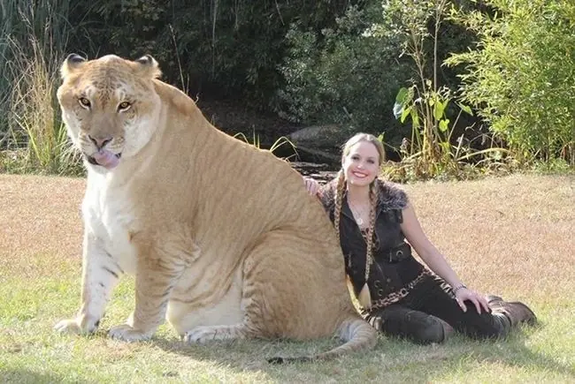 Animales híbridos