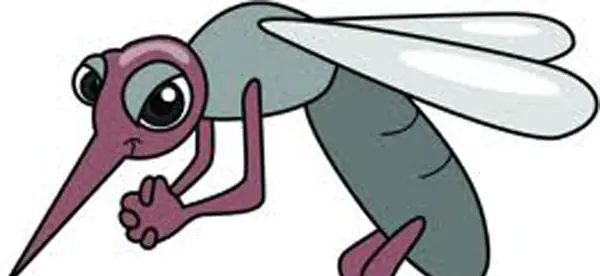 mosquito mosquito