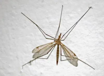 Dengue