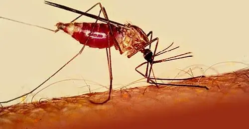 mosquitos