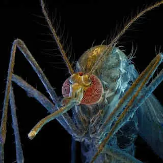 Mosquitos: Curiosidades de uno de los animales que más... Mosquitos: Curiosidades de uno de los animales que más...