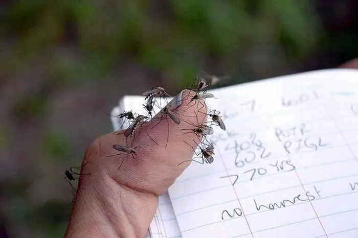 Dengue Dengue