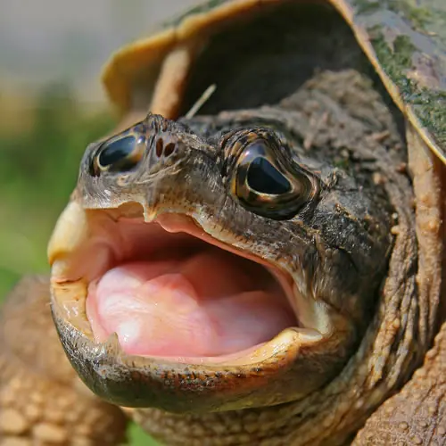 ¿Sabias esto? Tortuga +5