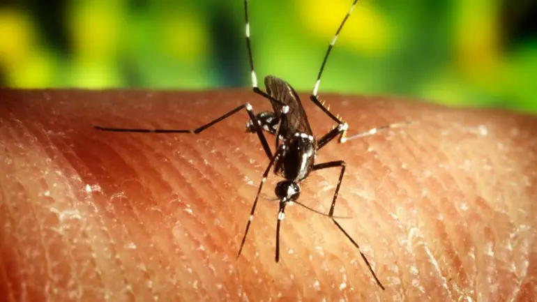 Zika: el nuevo virus que aterroriza a los turistas argentos