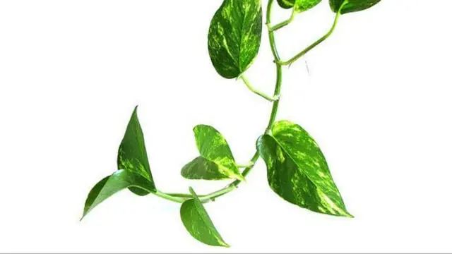 plantas