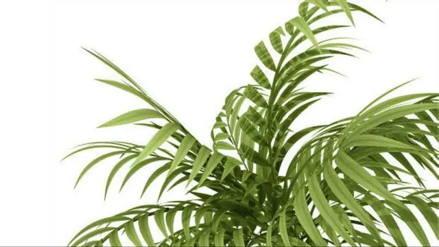 plantas purificadoras de aire