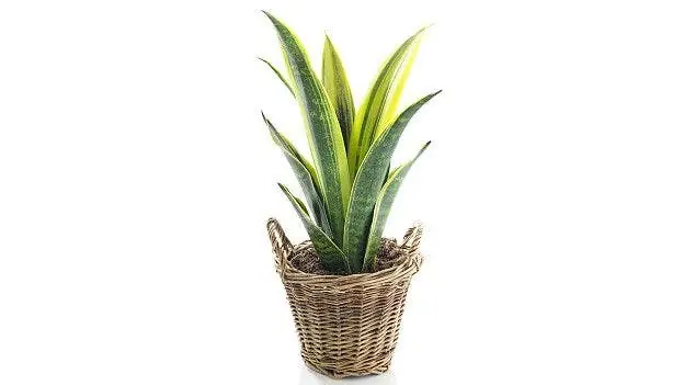 Cinco plantas que la NASA recomienda para purificar