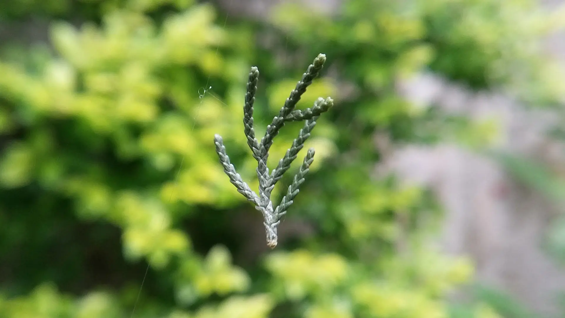 macro