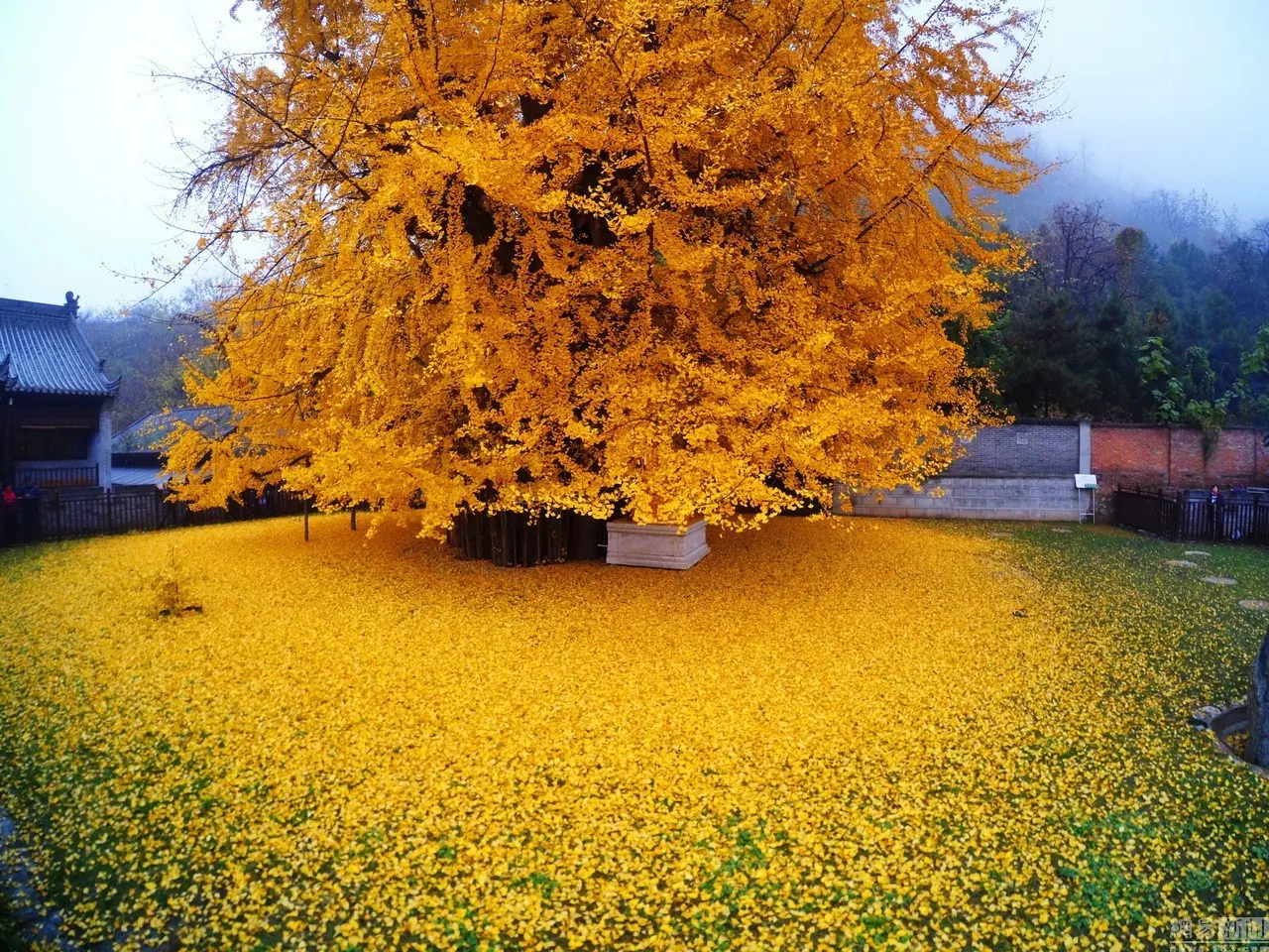 El árbol ginkgo de 1.400 años
