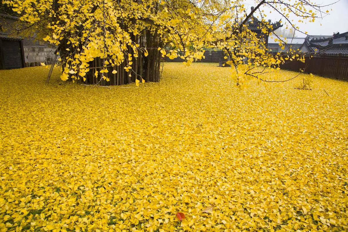 El árbol ginkgo de 1.400 años