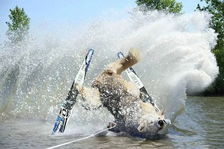 Photos  humor