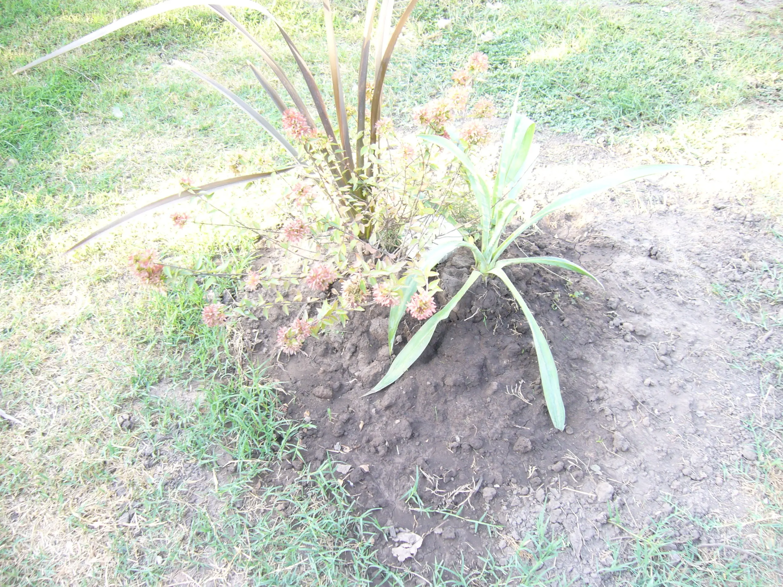 pozo negro