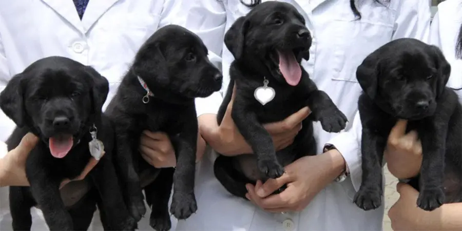 Fabrica de clones en China.