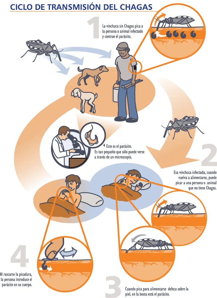 Mal de Chagas: un viejo problema de salud pública