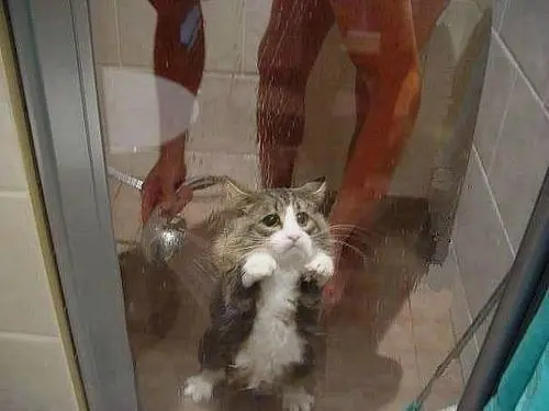 gatos