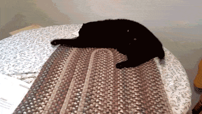27 gatos arrepentidos