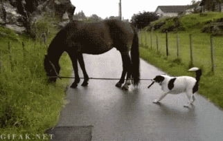 GIFs de perros, gatos y demás animales Muy divertidos!! 01º
