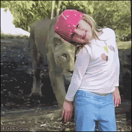 gifs de perros