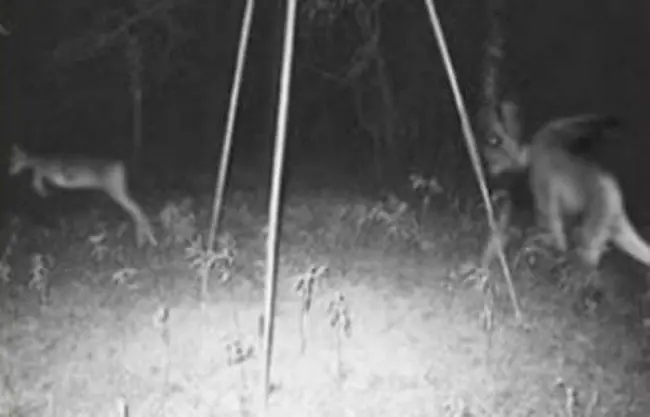 Estos 14 Cazadores Filmaron Cosas Que Te Darán Pesadillas...