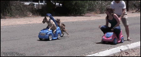 gifs de perros