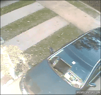 GIFs de perros, gatos y demás animales Muy divertidos!! 01º