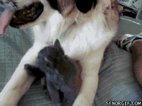 gifs de perros