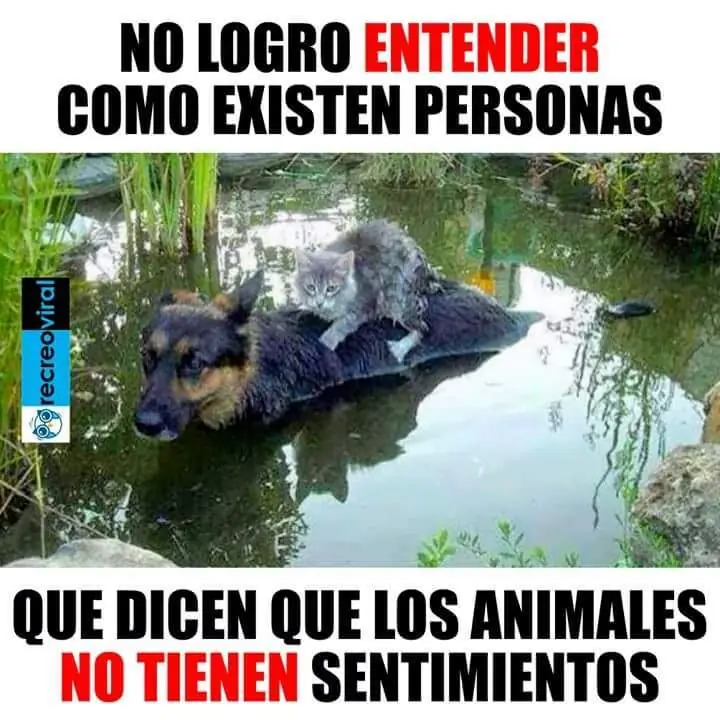Postazo de imagenes de Humor papu