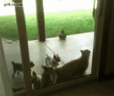 GIFs de perros, gatos y demás animales Muy divertidos!! 01º