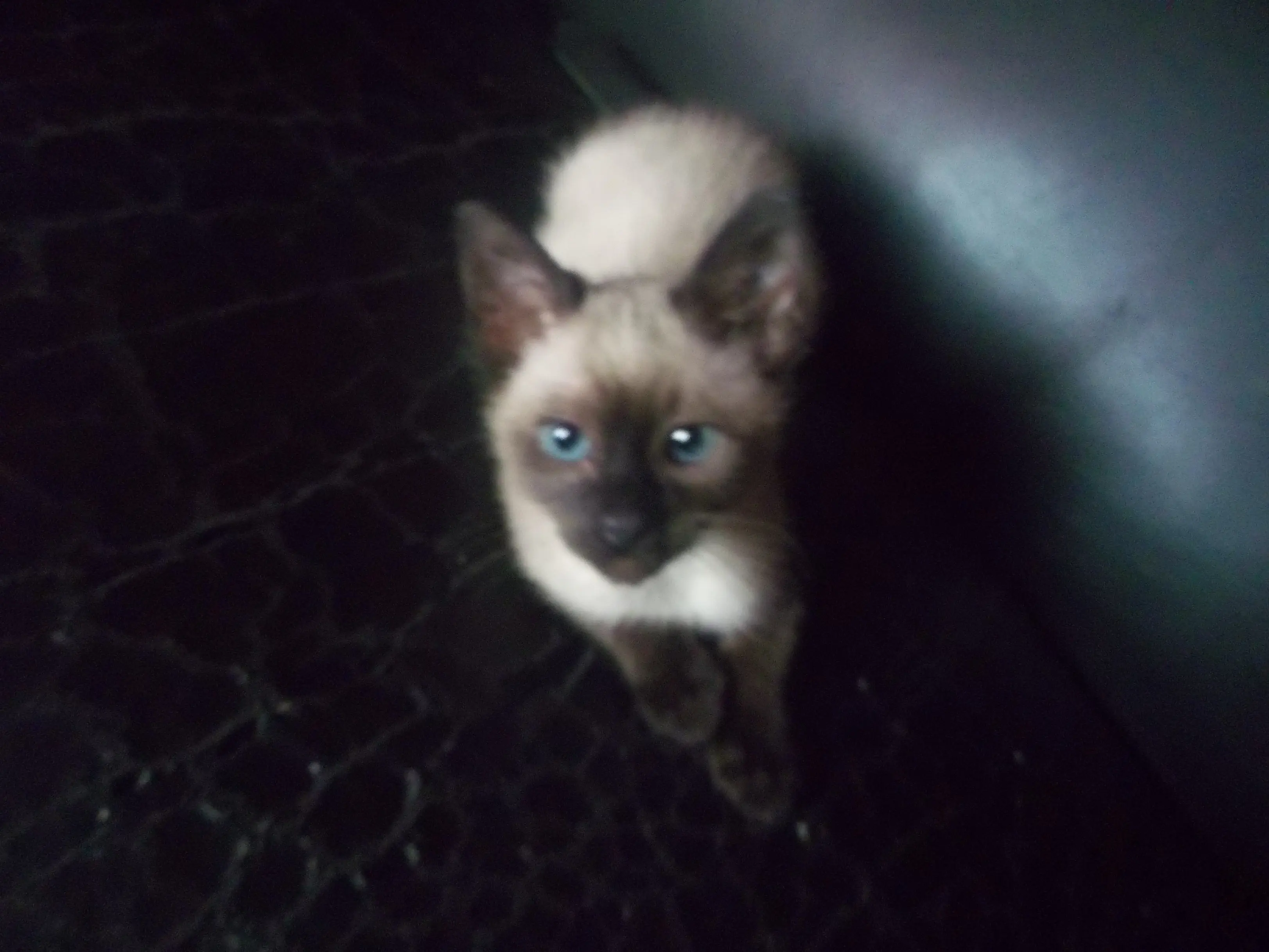 gatos