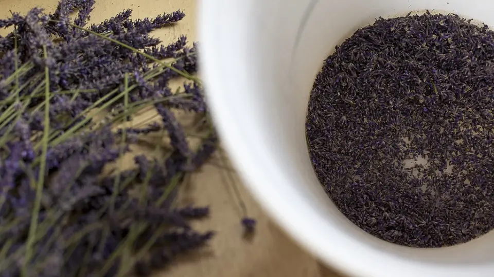 10 beneficios de la lavanda.