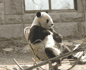 GIFs de perros, gatos y demás animales Muy divertidos!! 01º