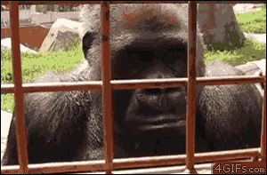 GIFs de perros, gatos y demás animales Muy divertidos!! 01º