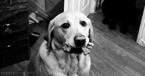 gifs de perros