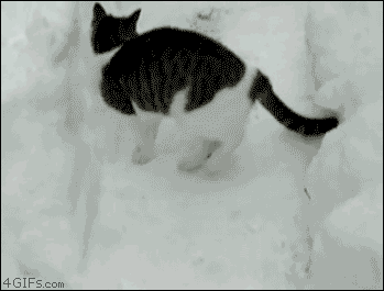 gatos