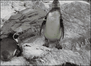 GIFs de perros, gatos y demás animales Muy divertidos!! 01º