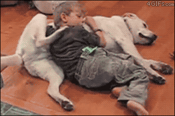 gifs de perros