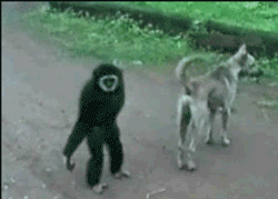 guerreros de exteriores