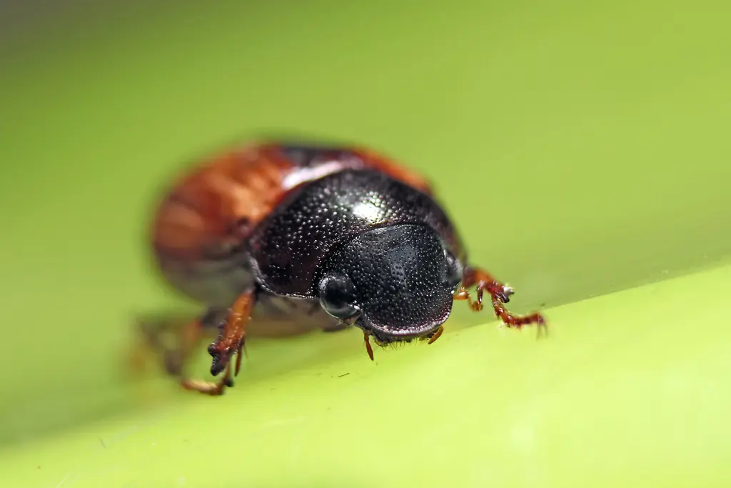 Soy un cascarudo y mate a un virgo injunable .