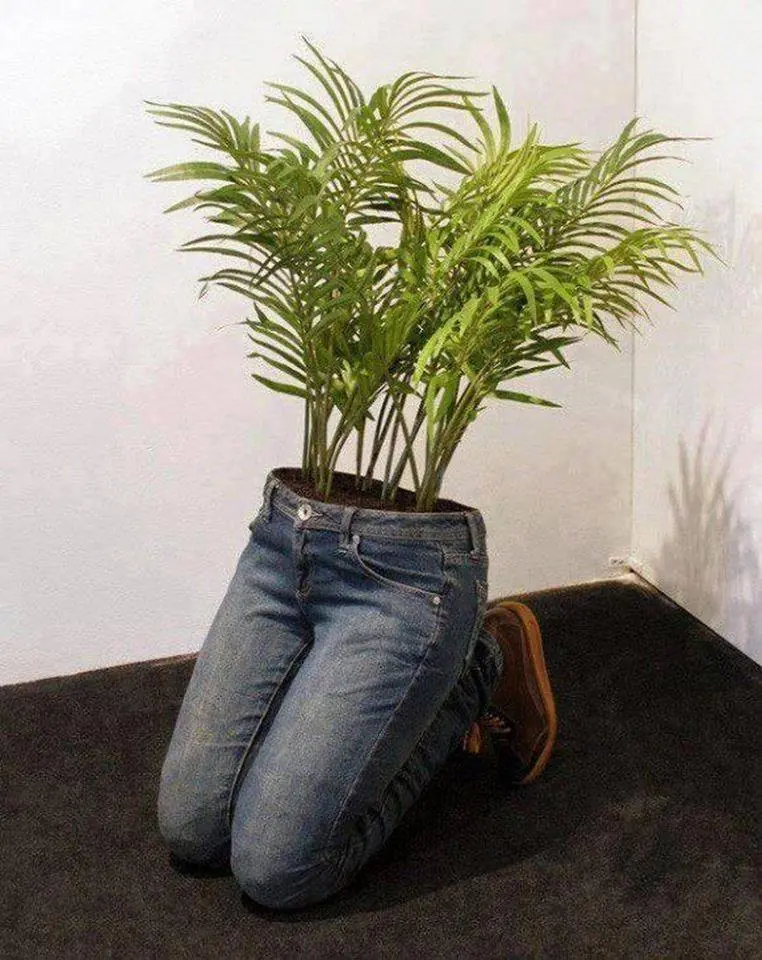 planta
