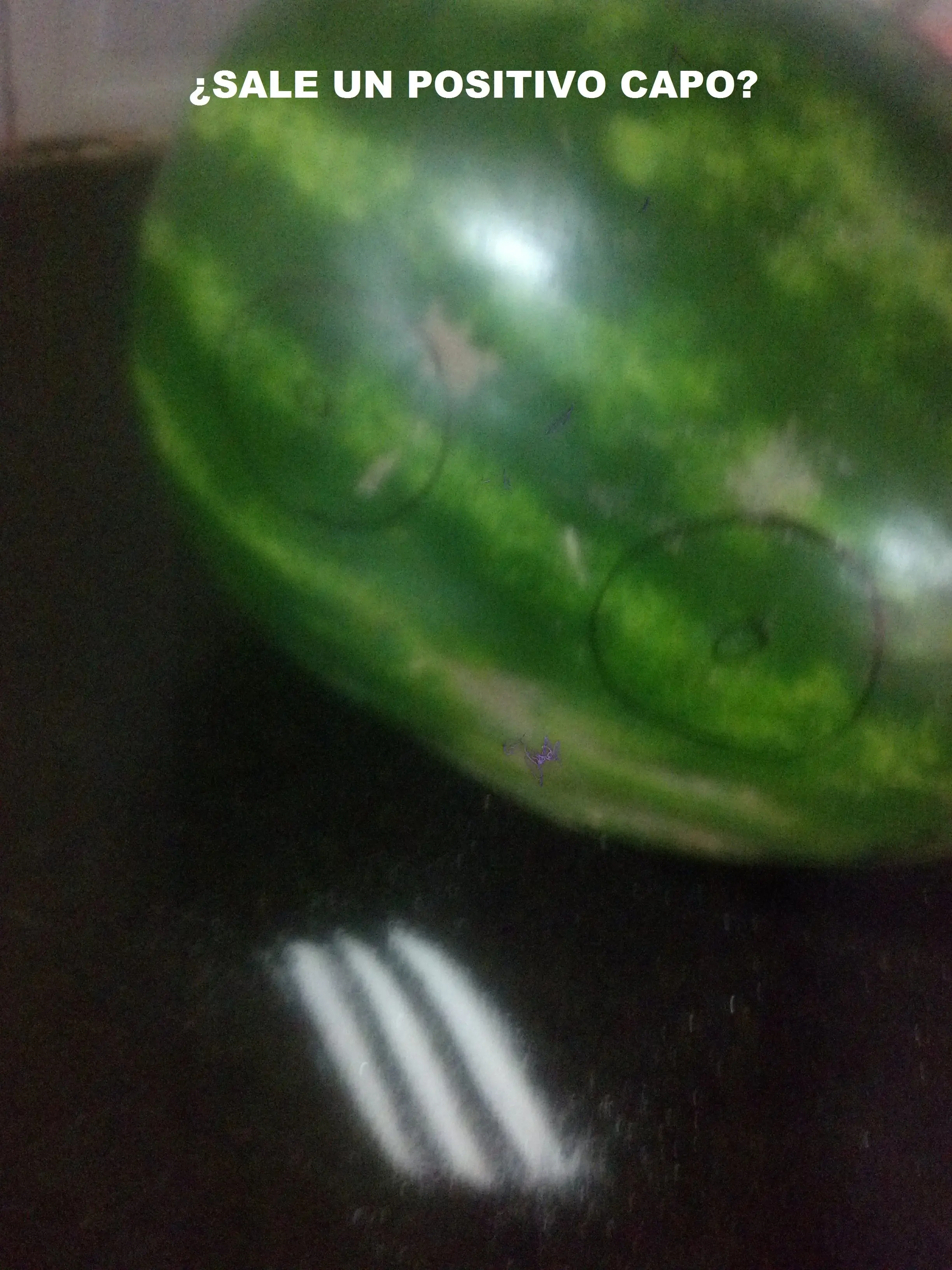 sandia