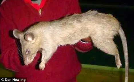 ratas
