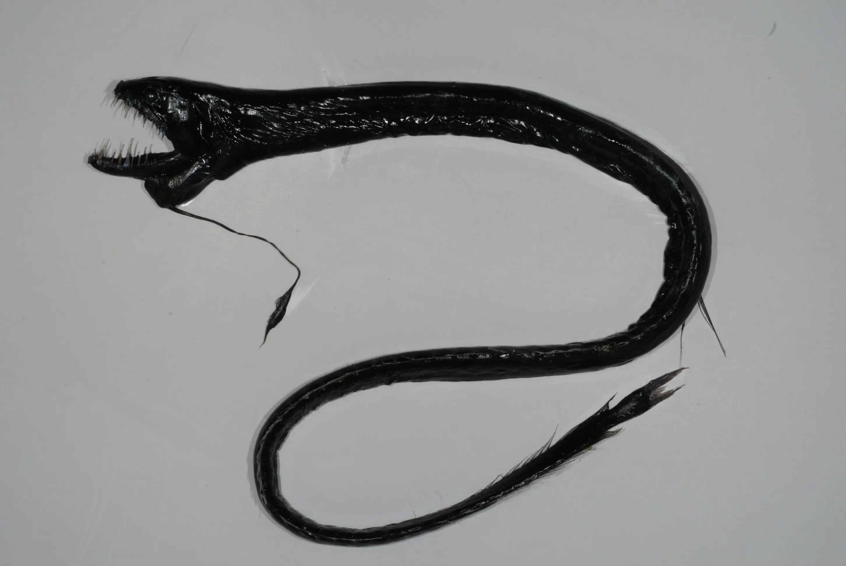 Alienígenas de las Profundidades: El Pez Dragón Negro