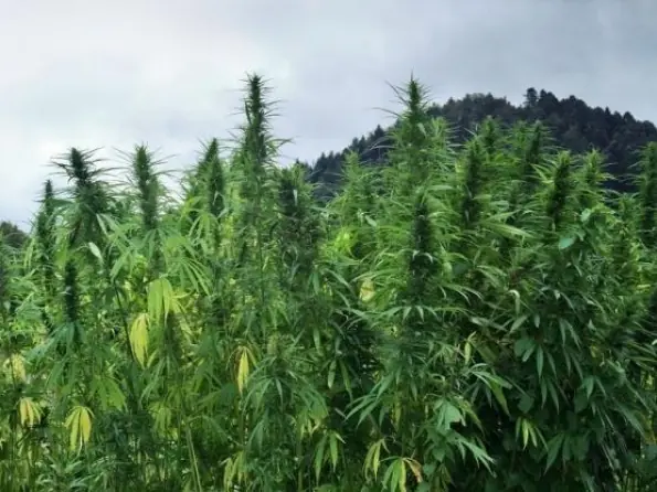 Cannabis ¿la llave para un mundo sostenible?