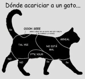 animal