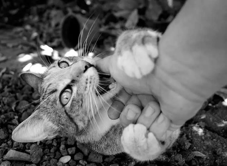 ¿Por qué mi gato me muerde?