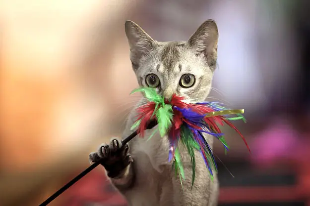 Los Animales Mas Drogadictos Del Mundo¡