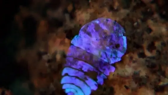 El truco del zafiro de mar para volverse invisible