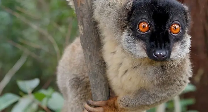 Los Animales Mas Drogadictos Del Mundo¡