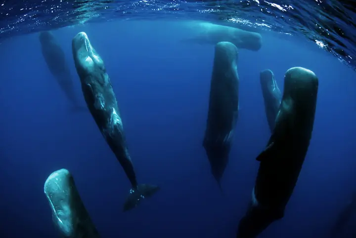Ballenas durmiendo verticalmente