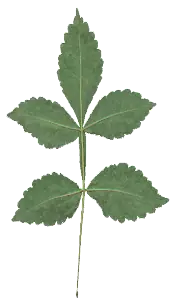 madera sagrada madera sagrada